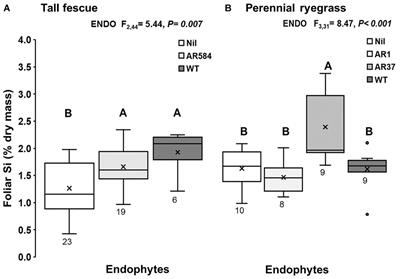 Reciprocal Effects of Silicon Supply and Endophytes on Silicon Accumulation and Epichloë Colonization in Grasses